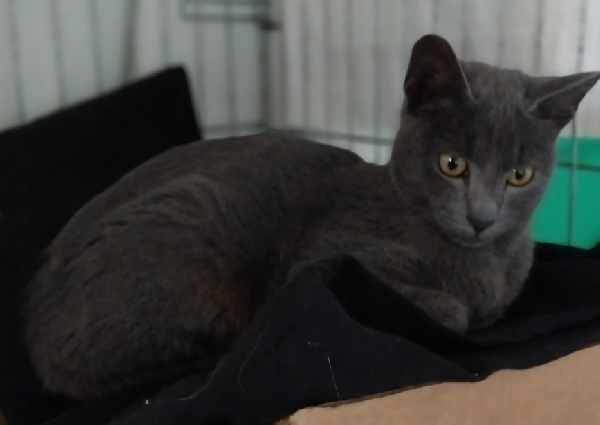 Alfa & Beta simil certosini Foto 2